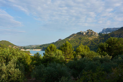 Trees and plants growing on mountain against sky