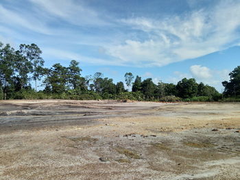 Trees on field against sky