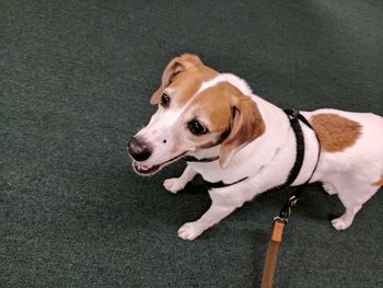 High angle view of jackabee dog looking away.  