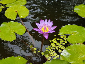 High angle view of lotus water lily in pond