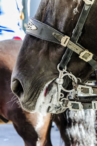 Close-up of horse