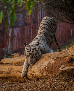 White tiger in zoo