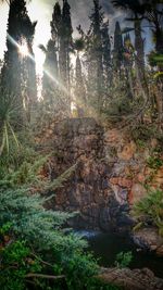 Sun shining through trees in forest