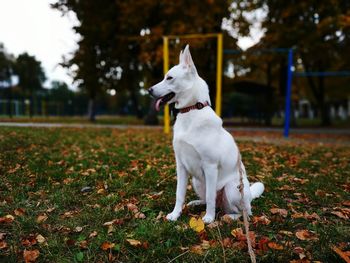 Beautiful white dog in autumn. background.