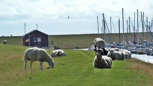 Horses grazing in a field