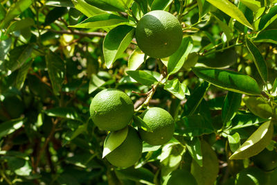 Fresh young limes on tree green background