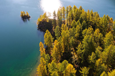 High angle view of tree by lake in forest