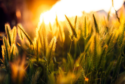 Close-up of wheat growing on field