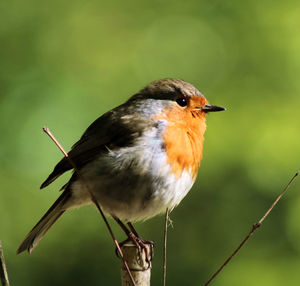 Robin red breast. 