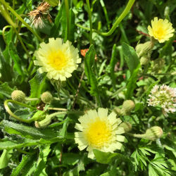 High angle view of yellow flowering plant