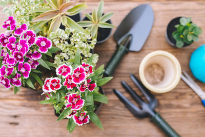 High angle view of potted plant on table