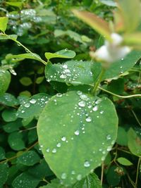 Close-up of wet plant leaves during rainy season