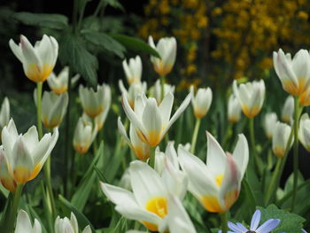 Close-up of white flowering plant