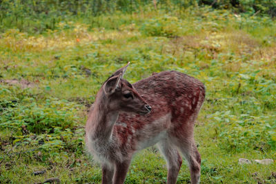 Deer in a field