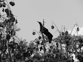 Low angle view of plants against clear sky