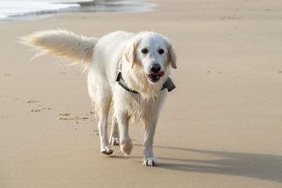 pet