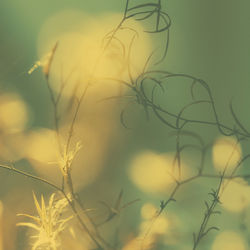 Close-up of plant growing on field against sky