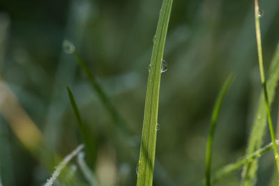 Close-up of wet grass blade