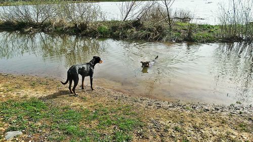 Reflection of trees in water