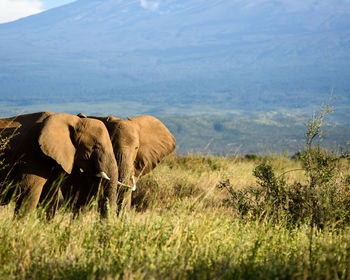 Elephants on field against mountain