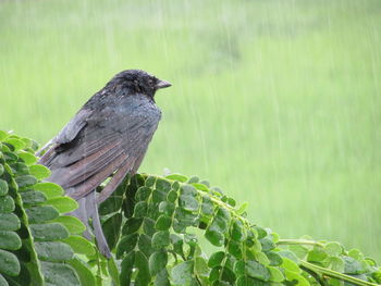 Close-up of bird perching on tree during rainy season