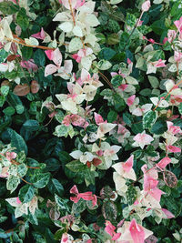 High angle view of pink flowering plants