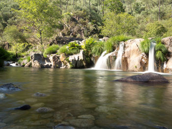 Scenic view of waterfall in forest