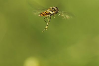 Close-up of insect on plant