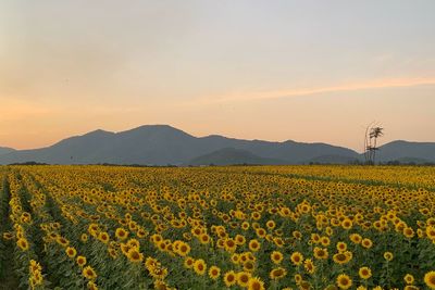 Scenic view of sunflower field against sky during sunset