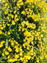 Close-up of yellow flowers blooming in field