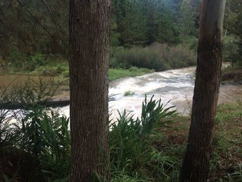 Scenic view of river amidst trees in forest