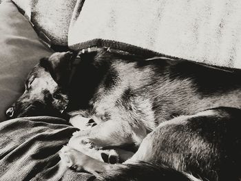 Close-up of dog sleeping on bed