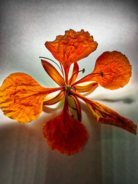 Close-up of orange flower against wall