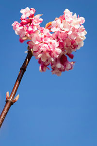 Low angle view of flowers against blue sky