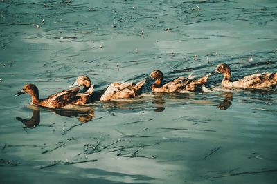 High angle view of birds swimming in lake