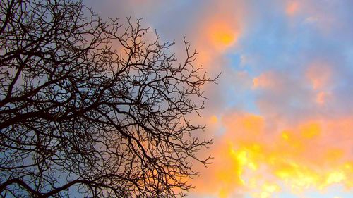 Low angle view of tree against sky during sunset