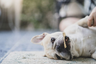 Close-up portrait of dog lying outdoors