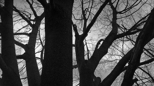 Low angle view of bare trees against sky