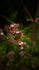 Close-up of bee pollinating on flower