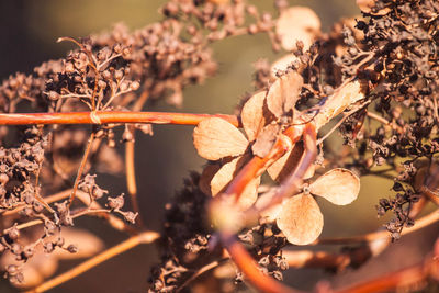 Close-up of dry leaves against sky