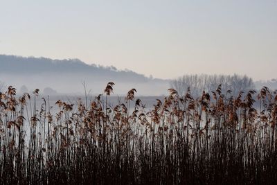 Plants growing in farm against clear sky