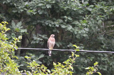 Bird perching on a tree