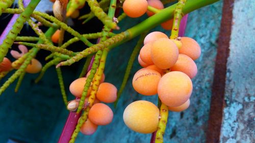 Low angle view of peaches growing on plant