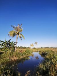 Plants growing on field against clear blue sky
