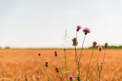 Close-up of flowers growing in field