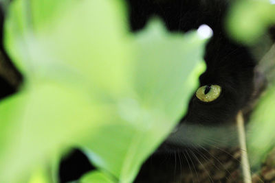 Close-up of snake on plant