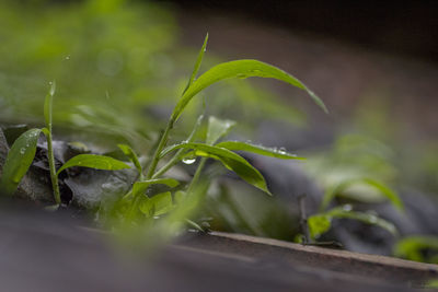 Close-up of fresh green plant