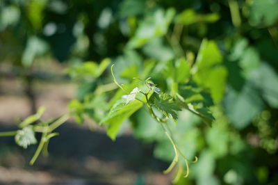 Close-up of insect on plant