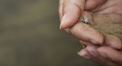 Close-up of human hand holding animal with sand