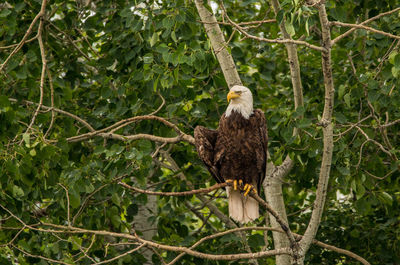 Low angle view of bald eagle perching on branch